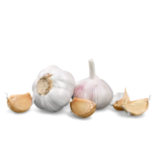 Garlic